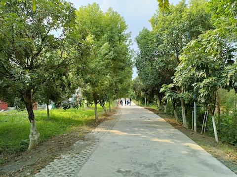紅嶺村村道寬闊整潔，綠樹成蔭.jpg