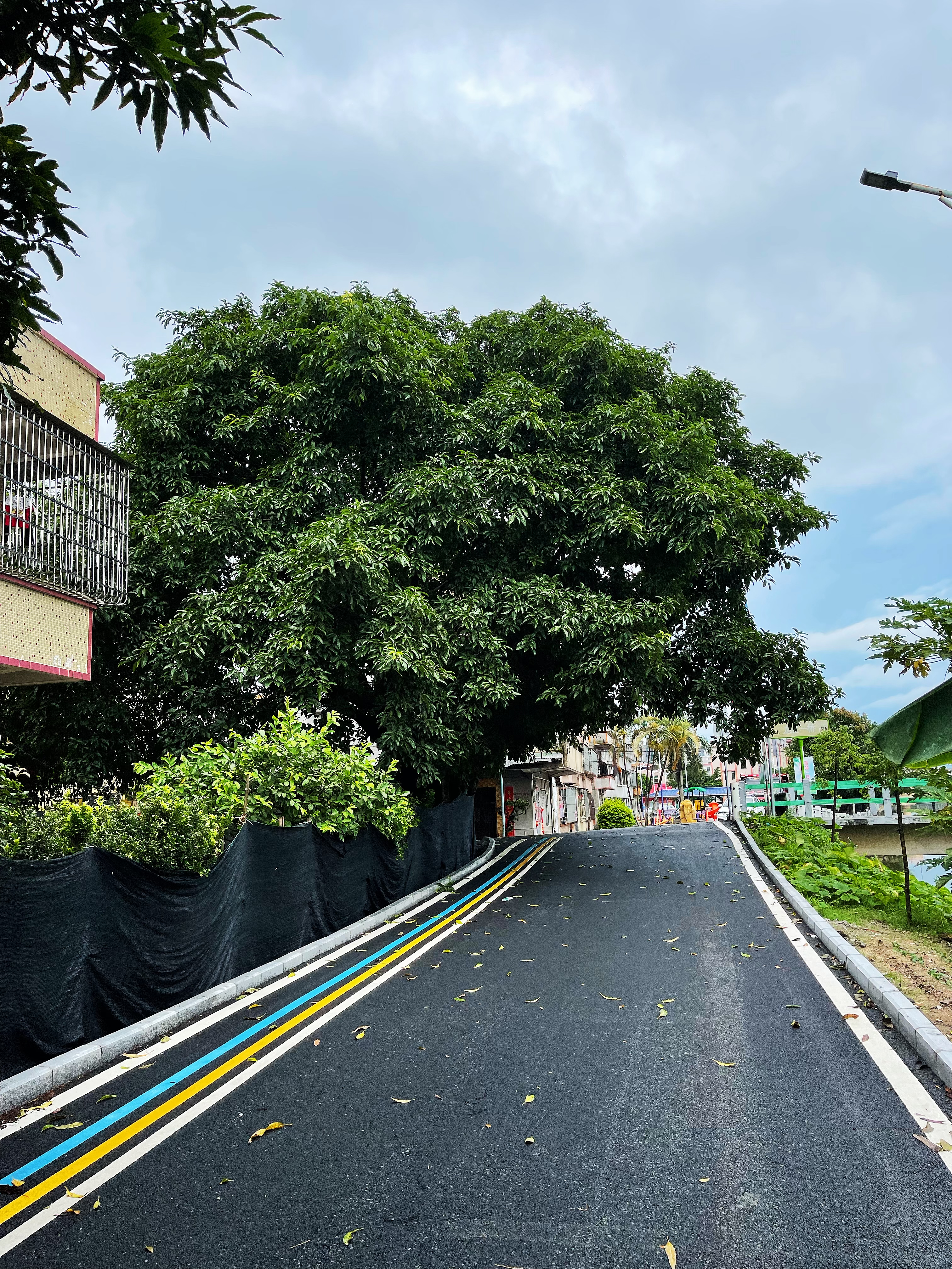 1龍勝一橋頭附近兩棵高大樹木不僅遮擋道路視線，還給村民們造成了安全隱患.jpg
