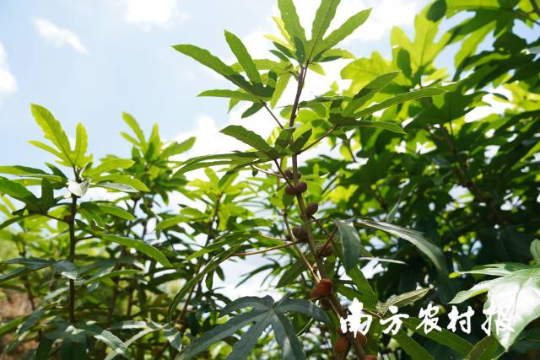 廣東河源，五指毛桃成致富“金手指”。