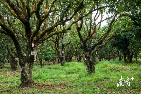 高州根子鎮(zhèn)古荔園，古樹(shù)參天，年年碩果累累