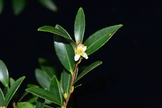 河源發(fā)現(xiàn)植物新種——紫金短柱茶。