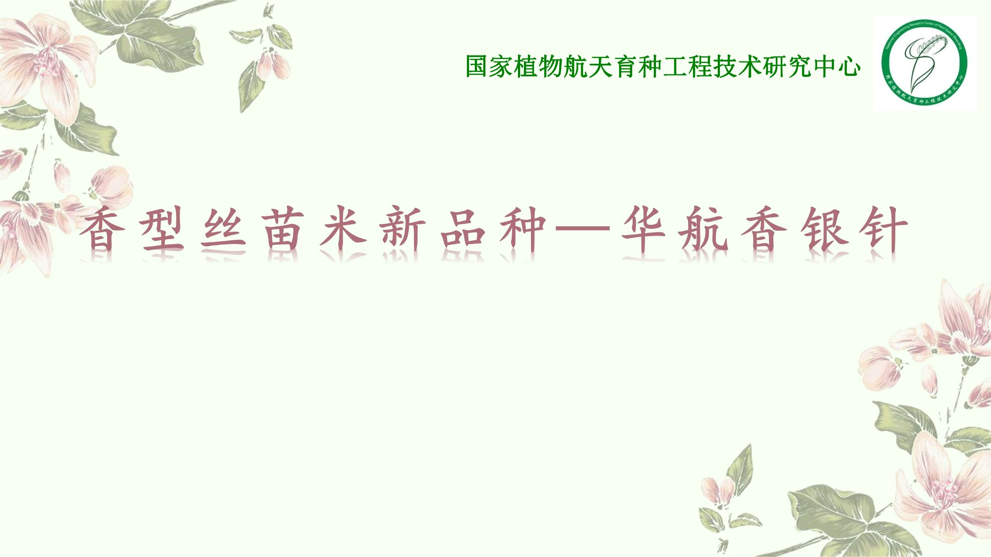 優(yōu)質(zhì)豐產(chǎn)抗病香型絲苗米品種-華航香銀針-華航31號(hào)等品種簡介-1.jpg