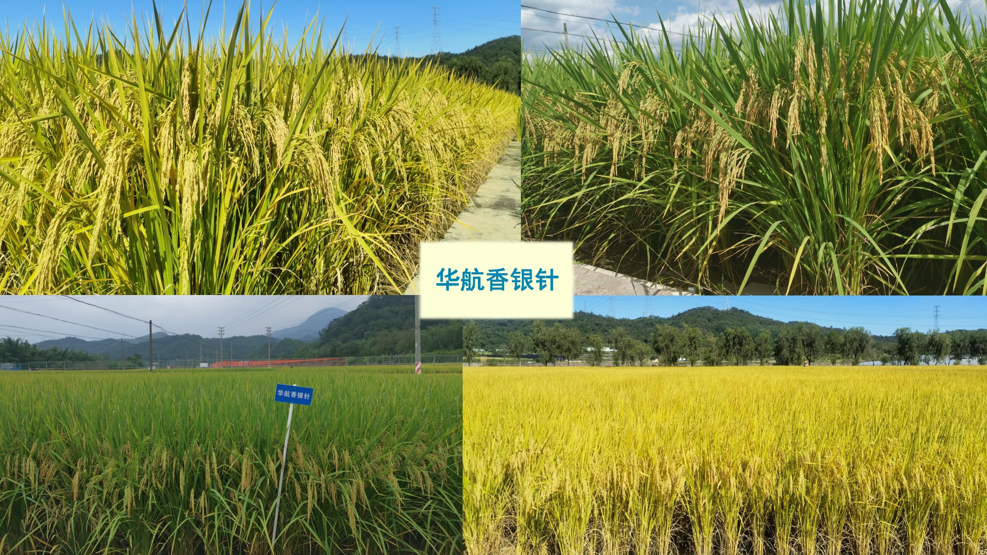 優(yōu)質(zhì)豐產(chǎn)抗病香型絲苗米品種-華航香銀針-華航31號(hào)等品種簡介-3.jpg