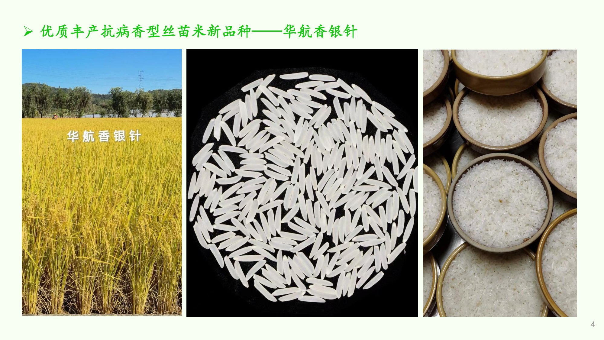 優(yōu)質(zhì)豐產(chǎn)抗病香型絲苗米品種-華航香銀針-華航31號(hào)等品種簡介-4.jpg