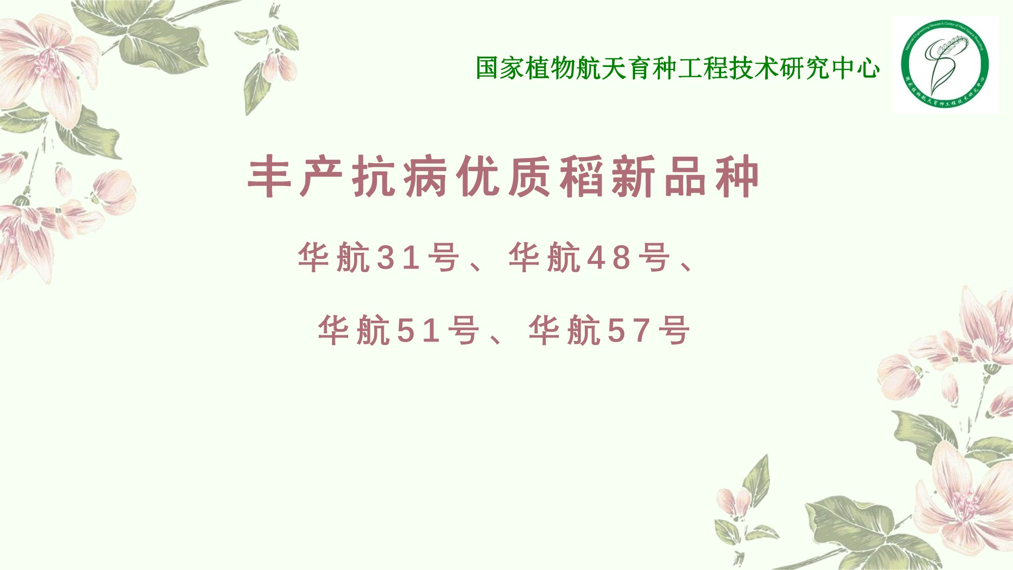 優(yōu)質(zhì)豐產(chǎn)抗病香型絲苗米品種-華航香銀針-華航31號(hào)等品種簡介-5.jpg