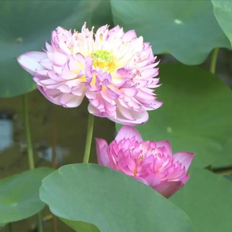 undefined ag+4570.mp4_20250612_151800280.jpg