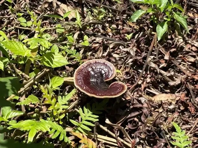 南豐鎮(zhèn)萬畝靈芝谷里仿野生種植的靈芝。肇慶市融媒體中心記者 夏紫怡 攝