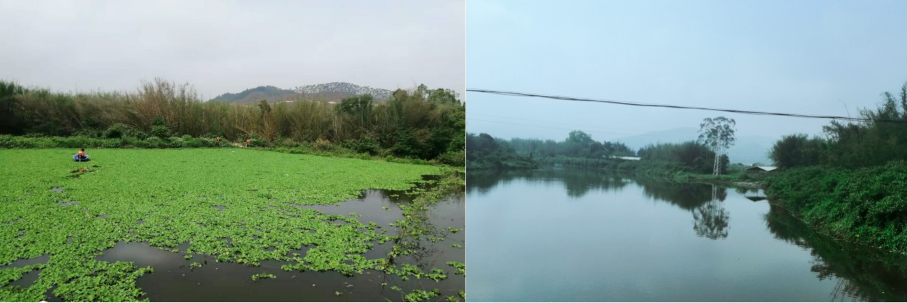 清理河道漂浮物前后對(duì)比圖.jpg