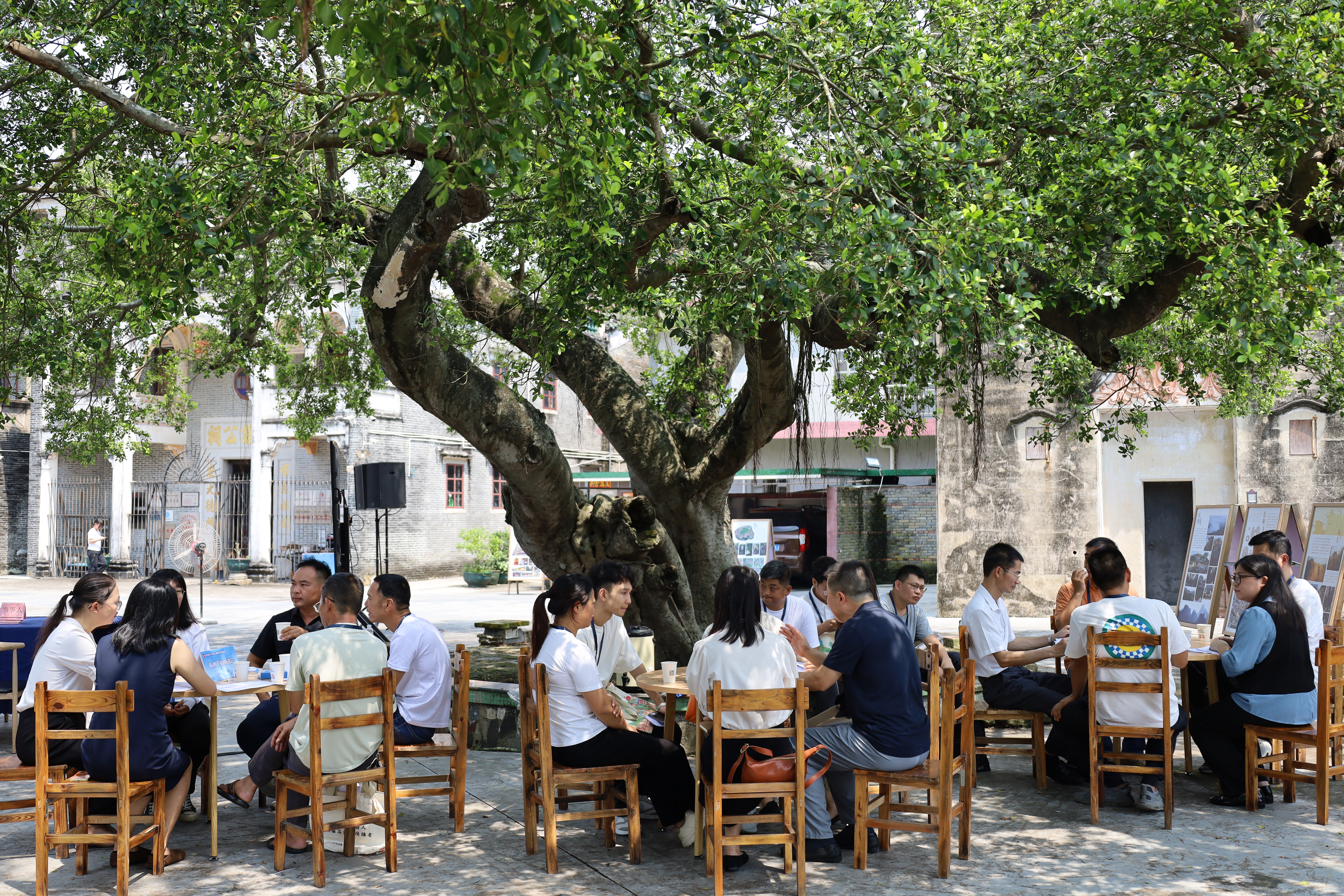 6.榕樹下的茶話會.JPG