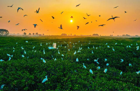 珍稀飛禽云集，湛江紅樹林成“鳥的天堂”。