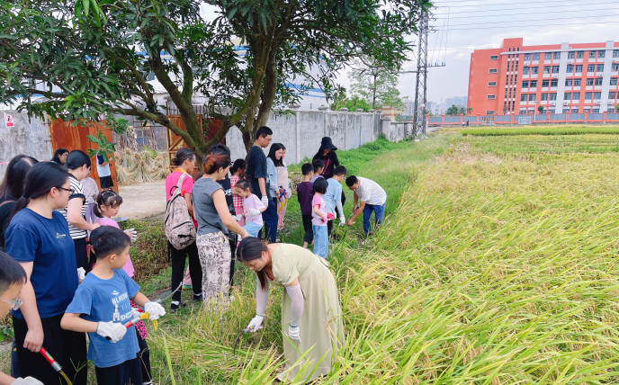 稻香金滿倉 親子共豐收 ——市農(nóng)業(yè)農(nóng)村局開展主題實(shí)踐活動(dòng)