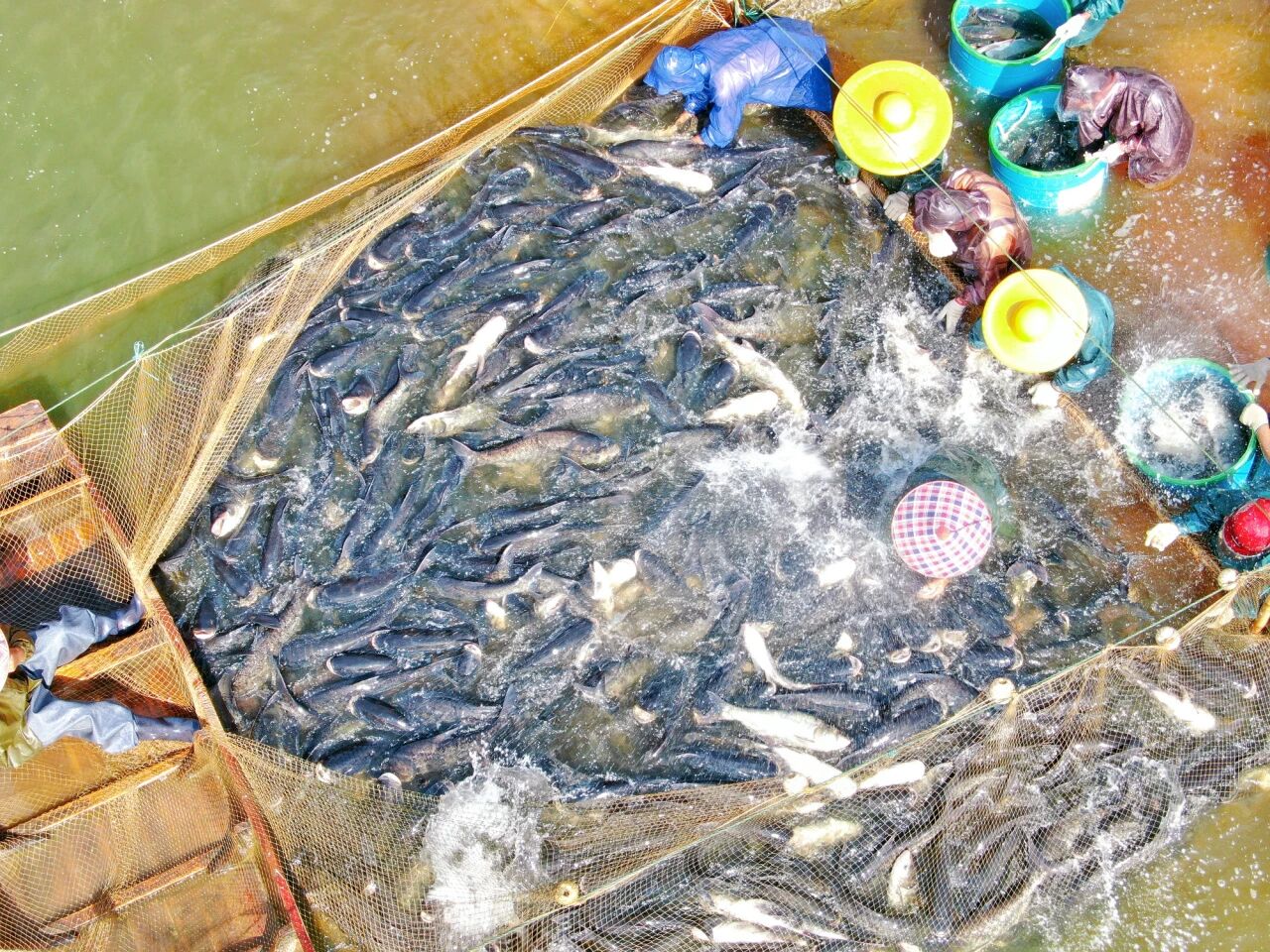 29-30日 禾海稻浪，“魚”您相約！2025年大沙鎮(zhèn)捕魚周暨稻田豐收音樂(lè)會(huì)來(lái)啦！